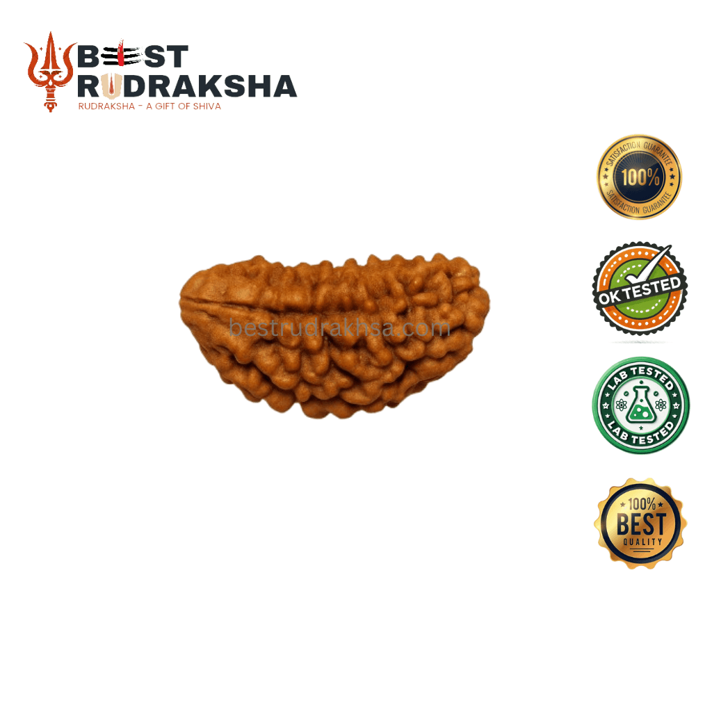 1 Mukhi Rudraksha - Original Nepali Ek Mukhi Rudraksha