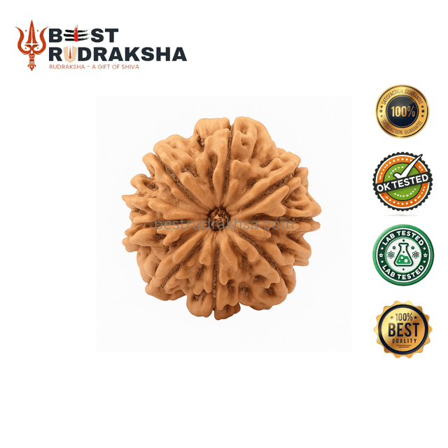 10 Mukhi Rudraksha - Original Nepali Das Mukhi Rudraksha