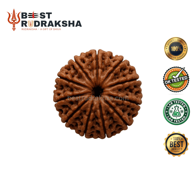 11 Mukhi Rudraksha - Original Nepali Gyarah Mukhi Rudraksha