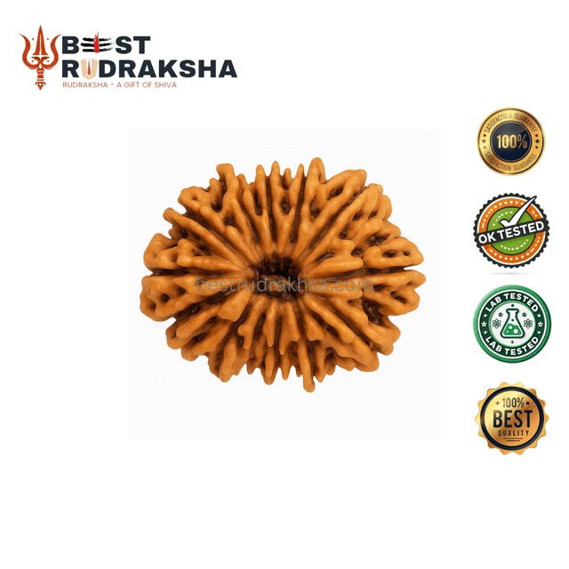 12 Mukhi Rudraksha - Original Nepali Barah Mukhi Rudraksha