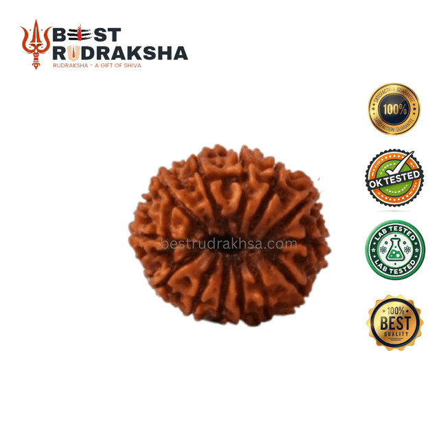13 Mukhi Rudraksha - Original Nepali Terah Mukhi Rudraksha
