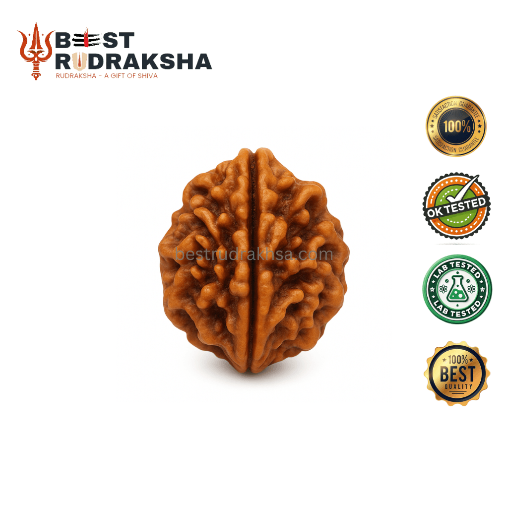 2 Mukhi Rudraksha - Original Nepali Do Mukhi Rudraksha