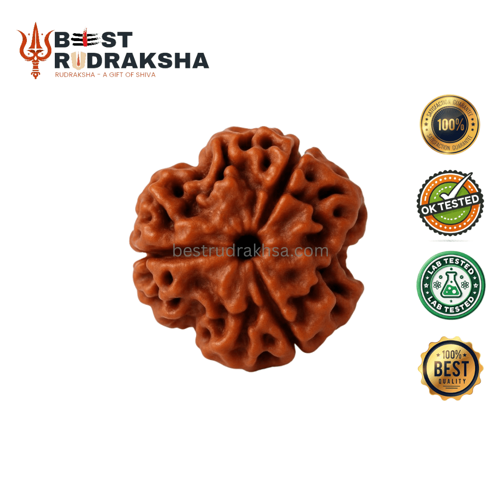 3 Mukhi Rudraksha - Original Nepali Teen Mukhi Rudraksha
