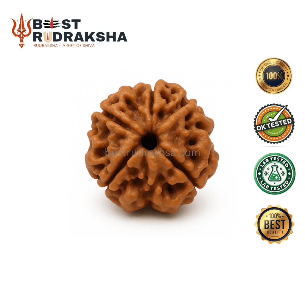 4 Mukhi Rudraksha - Original Nepali Char Mukhi Rudraksha
