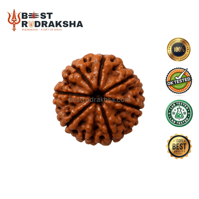 7 Mukhi Rudraksha - Original Nepali Saat Mukhi Rudraksha