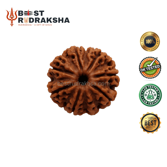 8 Mukhi Rudraksha - Original Nepali Aath Mukhi Rudraksha