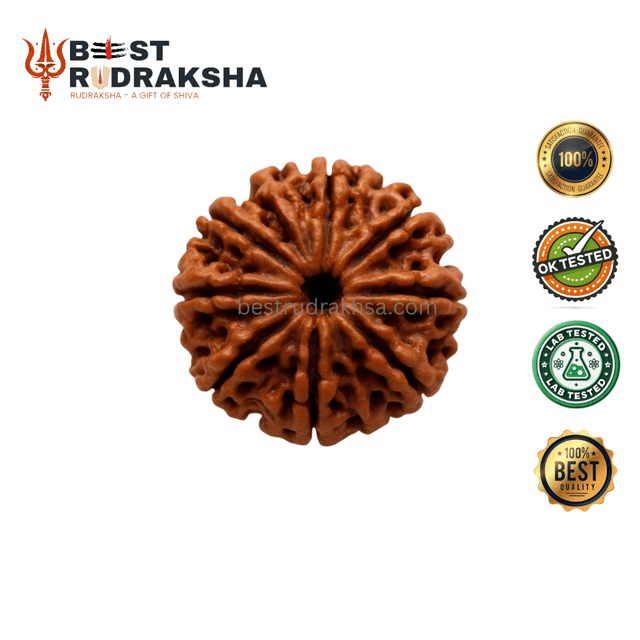 9 Mukhi Rudraksha - Original Nepali Nau Mukhi Rudraksha